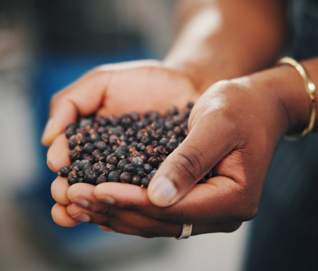 Hand hält getrocknete Beeren